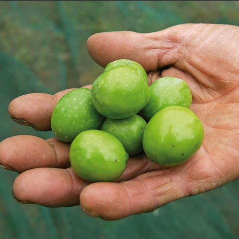 Olio extravergine di oliva siciliano